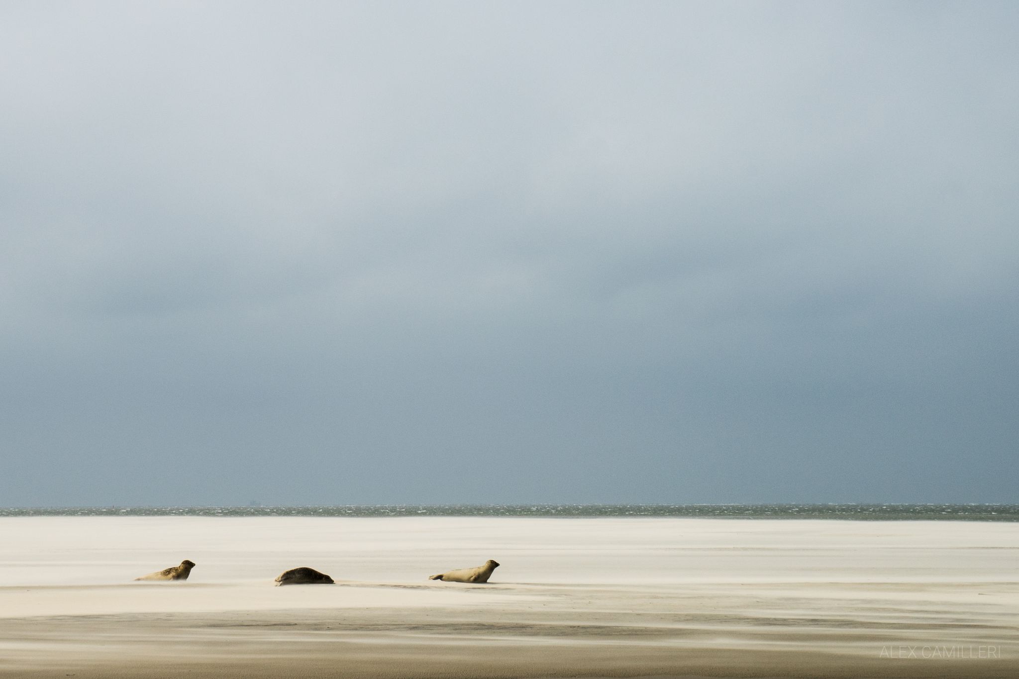 The Way of the Seals